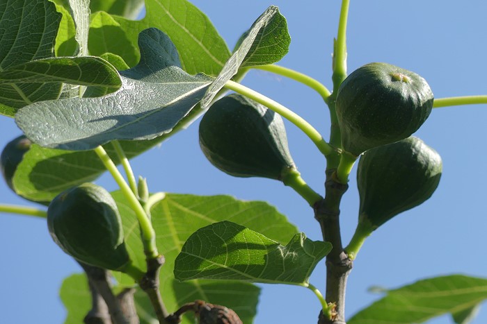 Feigen am 21.05.2018