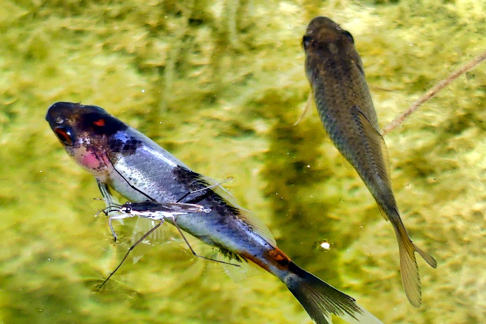 Nachwuch im Gartenteich