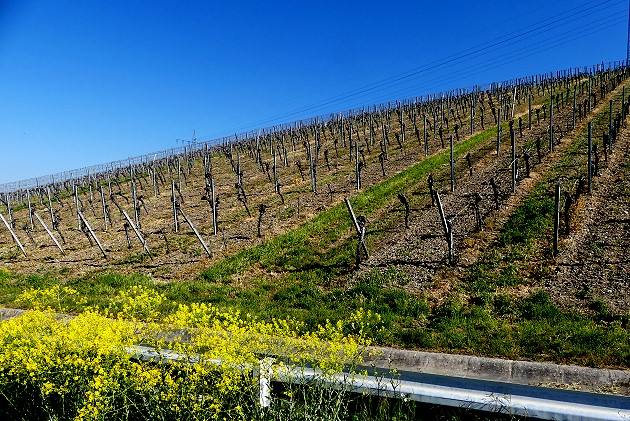 Weinbergspflege 2016