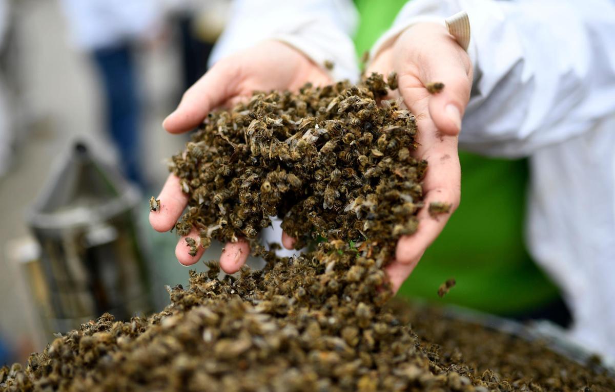 Tote Bienen