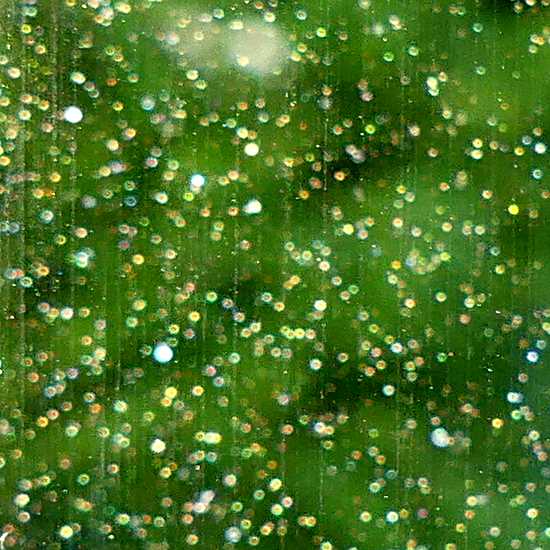 Raps-Blütenpollen