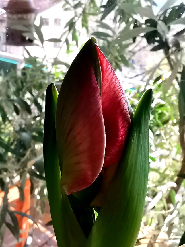 Amaryllis
