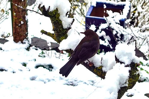 Amsel im Schnee