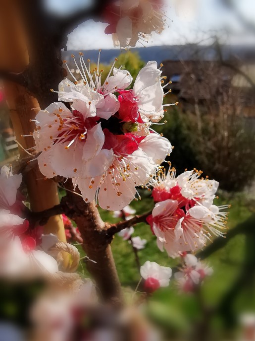 Aprikosen-Blühte
