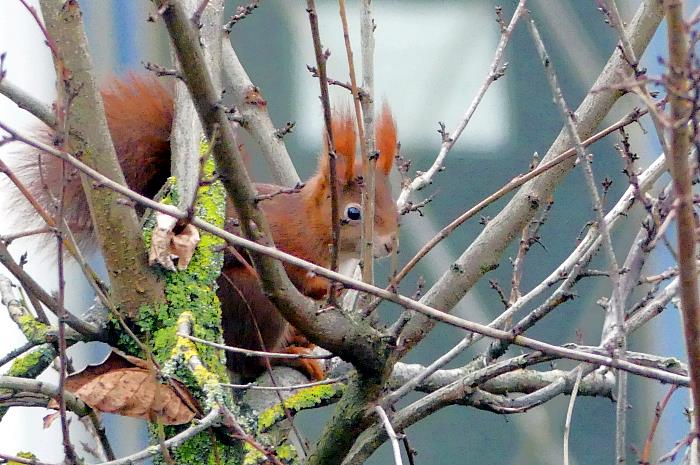 Wildlife