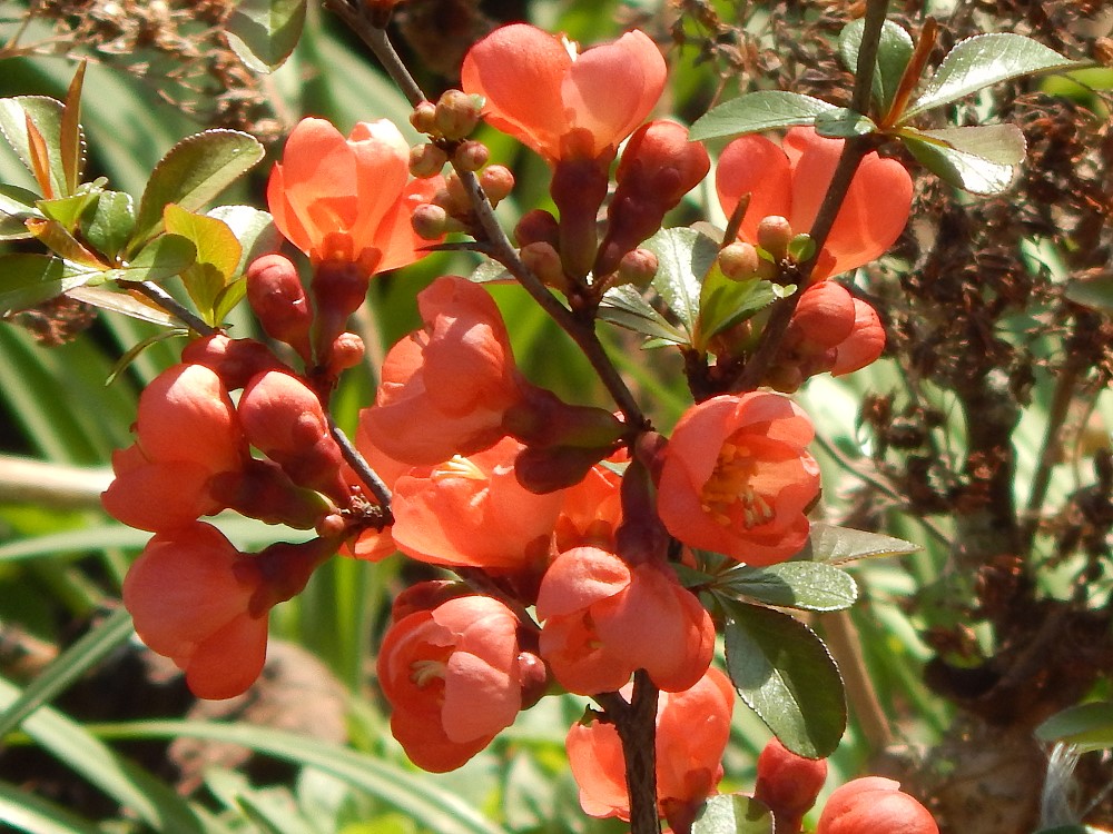 Garten-25