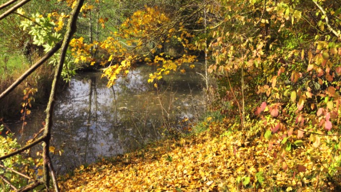 Herbststimmung