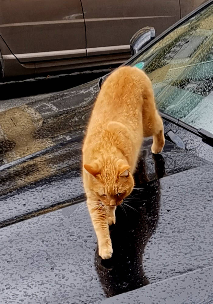 Katze auf der Motorhaube