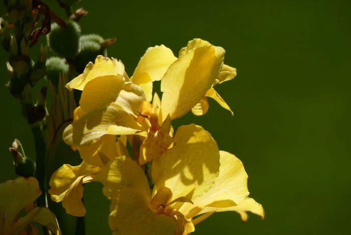 Blumen an den Rndern