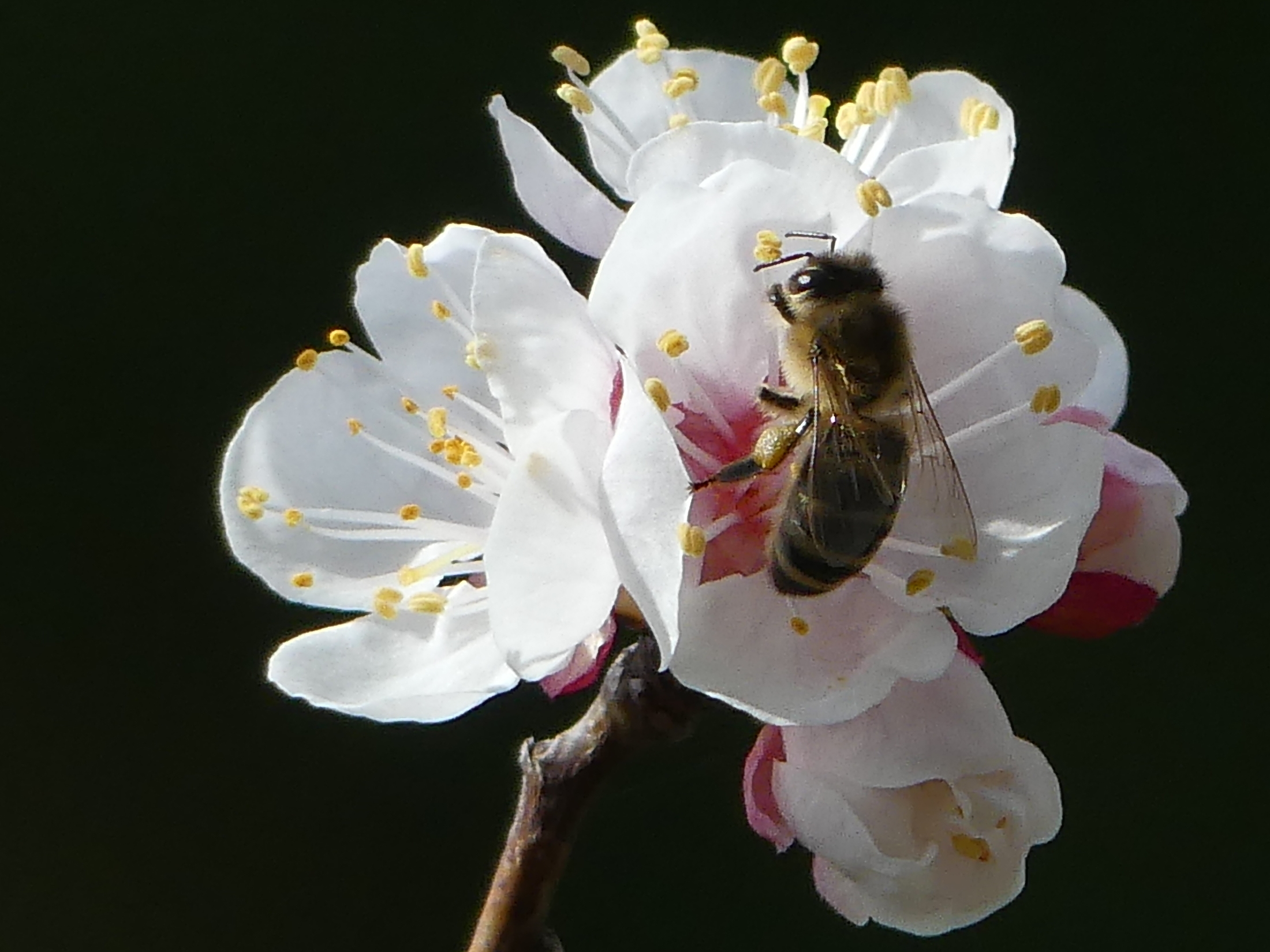 Biene auf Aprikose