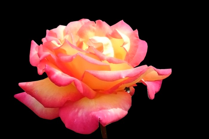 Rose aus Arnstein