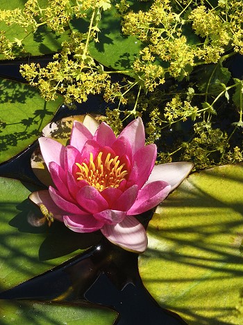 Erste Seerose 2025