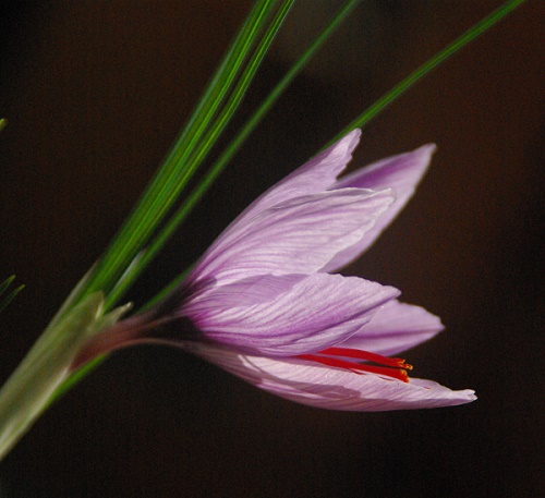 Blhender Safran auf der Terasse