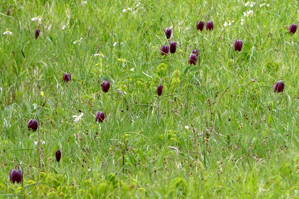 Schachblumenwiese