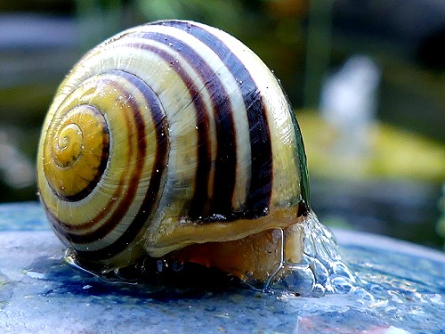 Schnecke