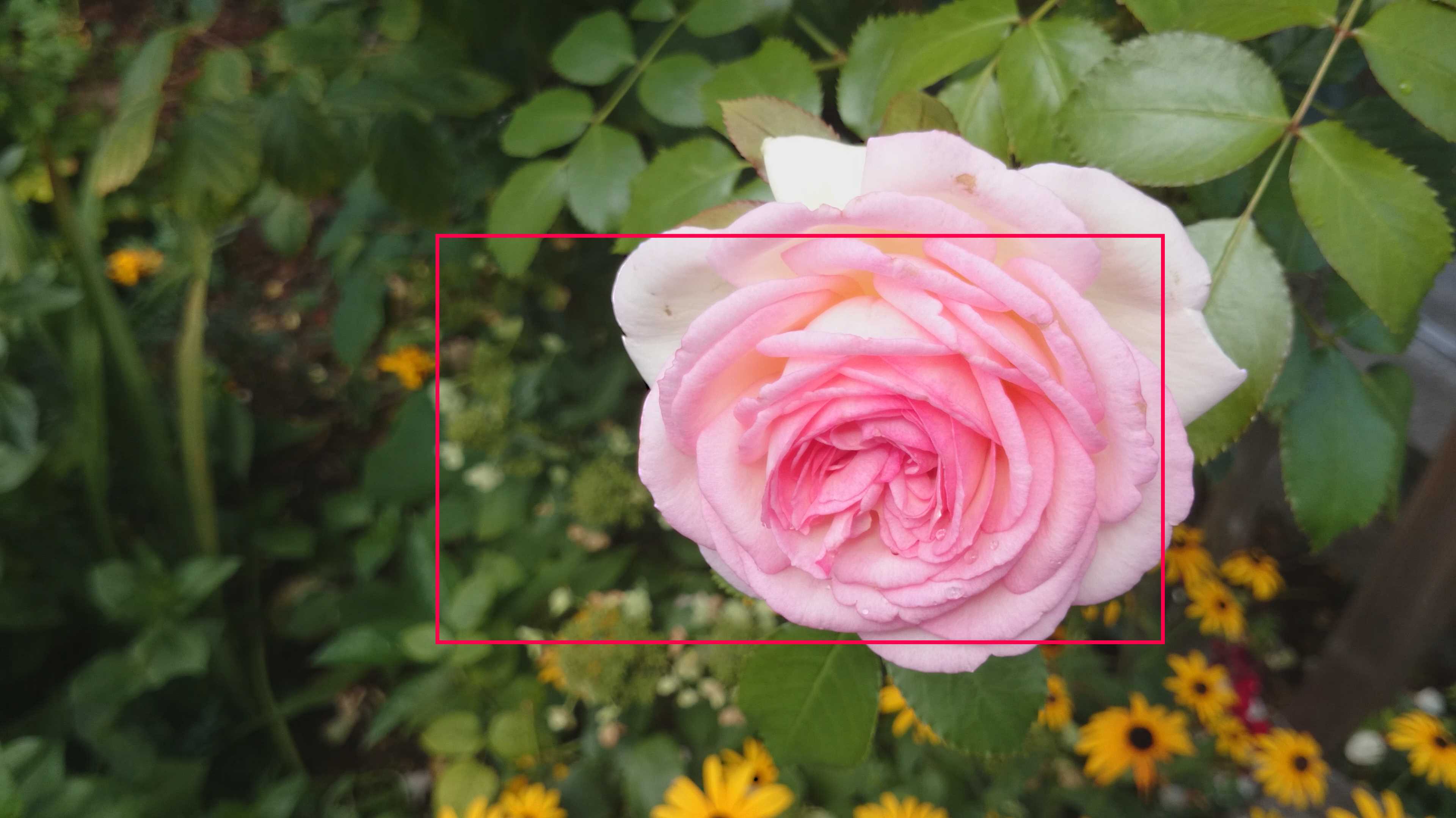 UHD-Rose