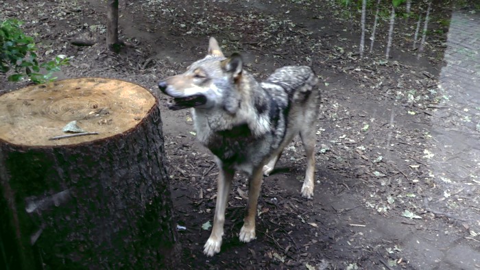 Wolf im Zoo Opole