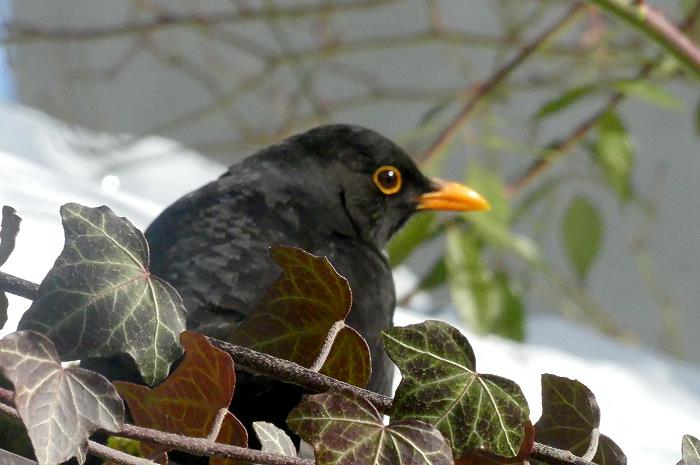 Amsel