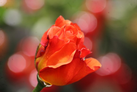 Rose mit Bokeh