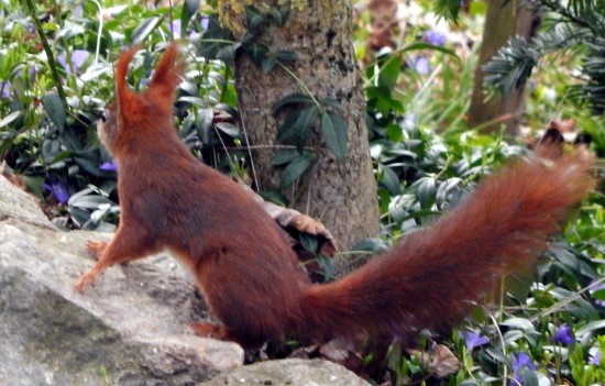 Eichhrnchen