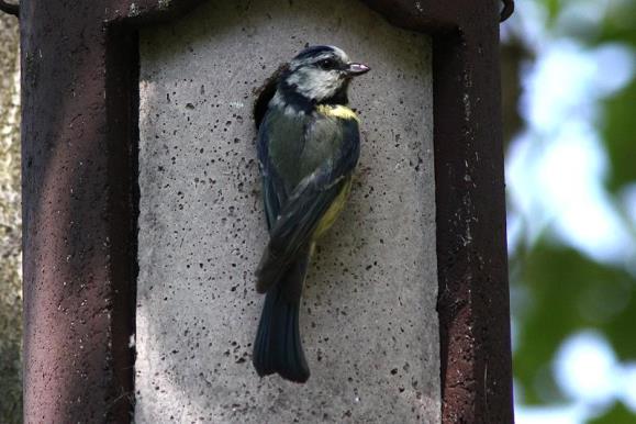 Wildlife im Garten