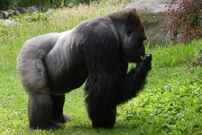 Gorilla