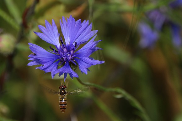 Kornblume