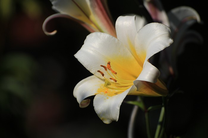 Lilienblte aus unserem Garten