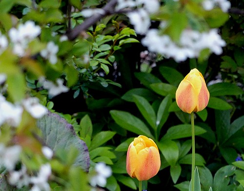 Schrfe auf Tulpen fokusiert