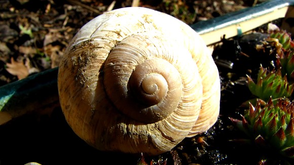 schnecke